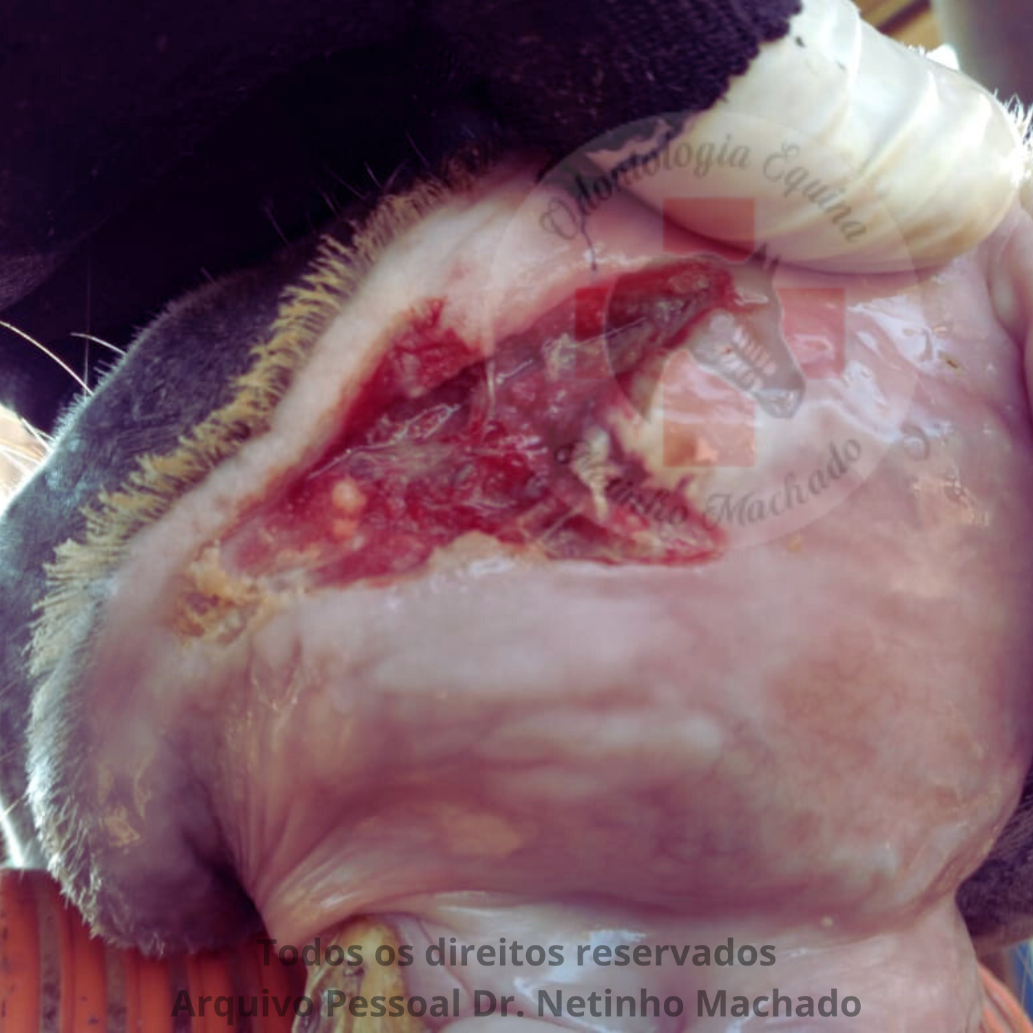 Sem nome (1500 x 1501 px) (14).png