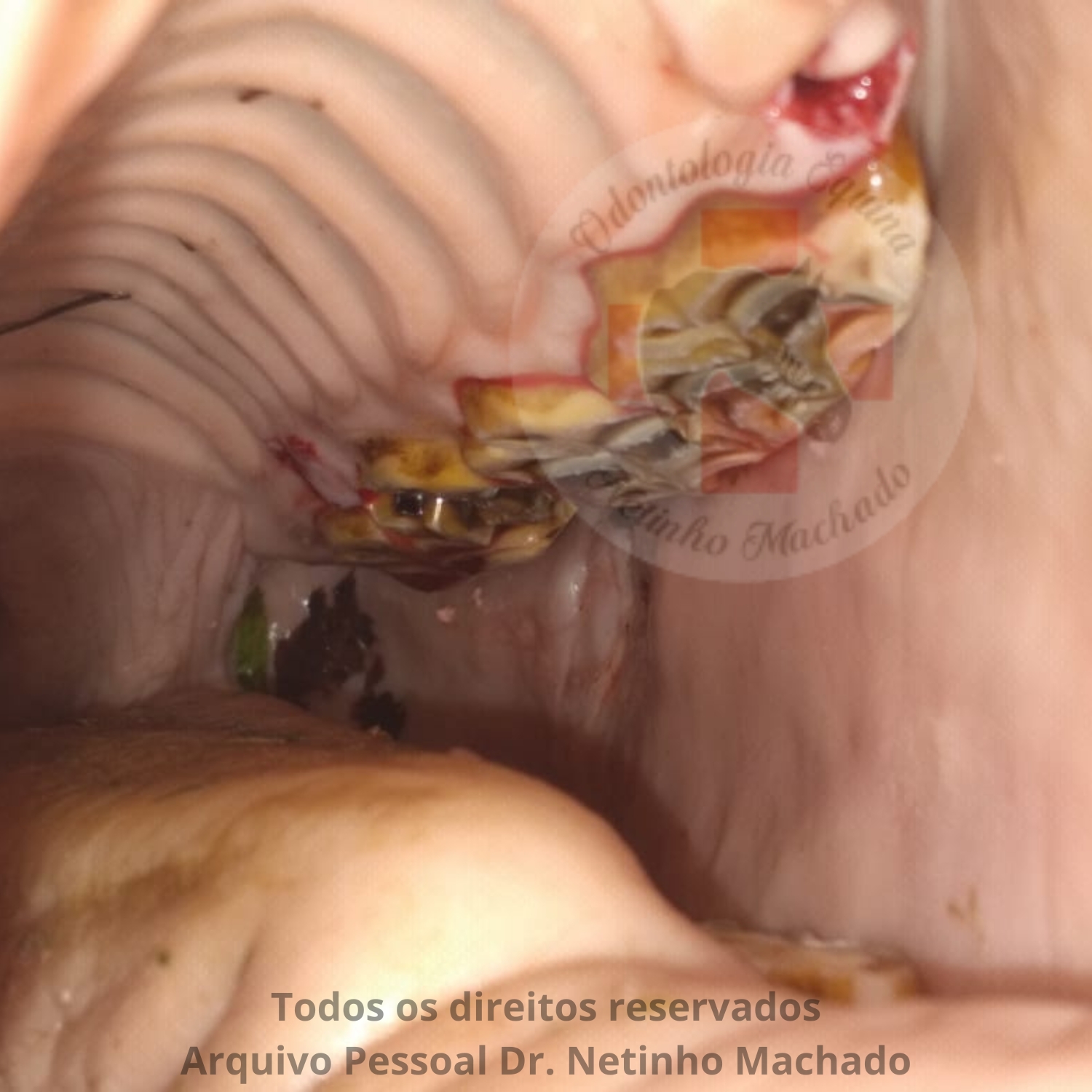 Design sem nome (1).jpg