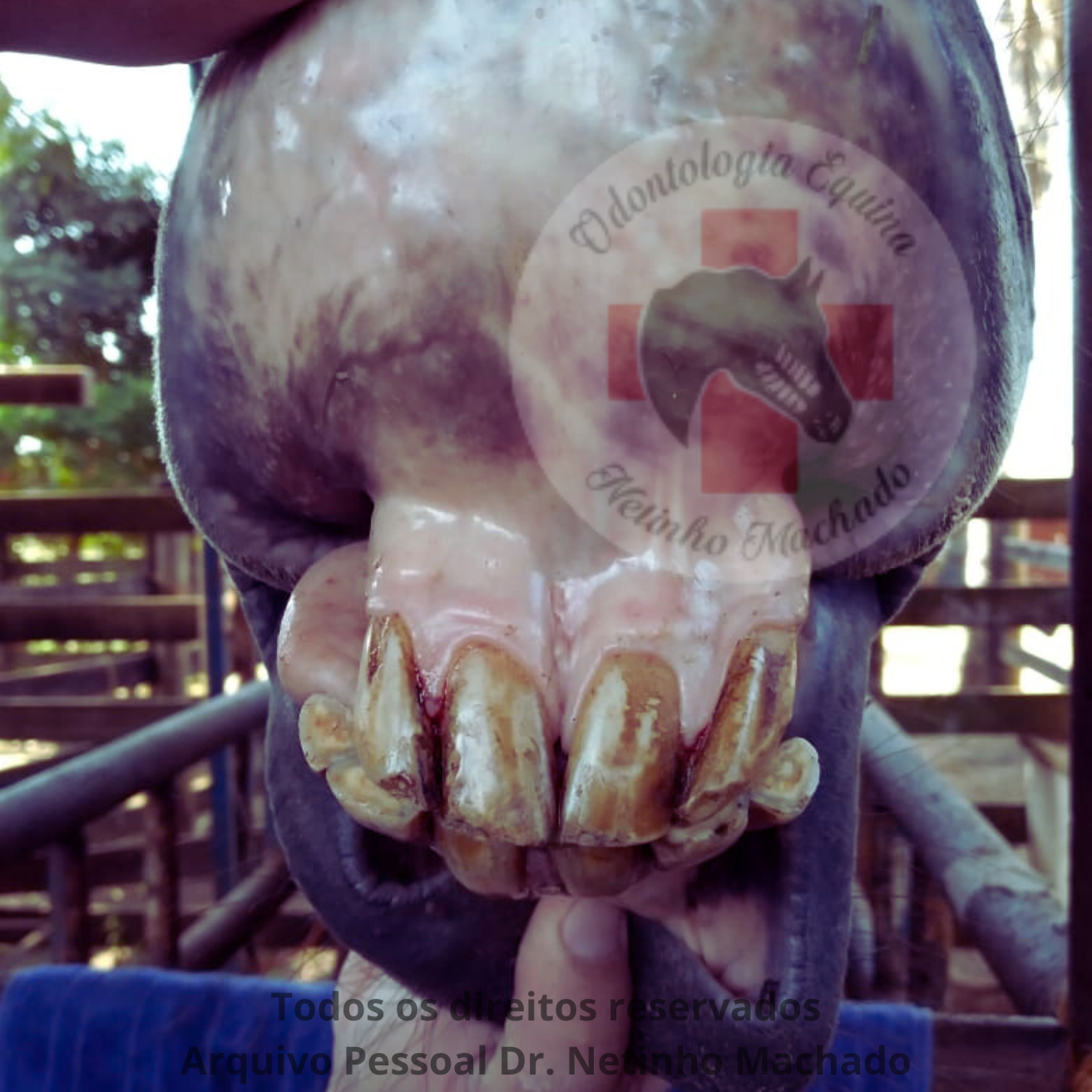 Sem nome (1500 x 1501 px) (20).png