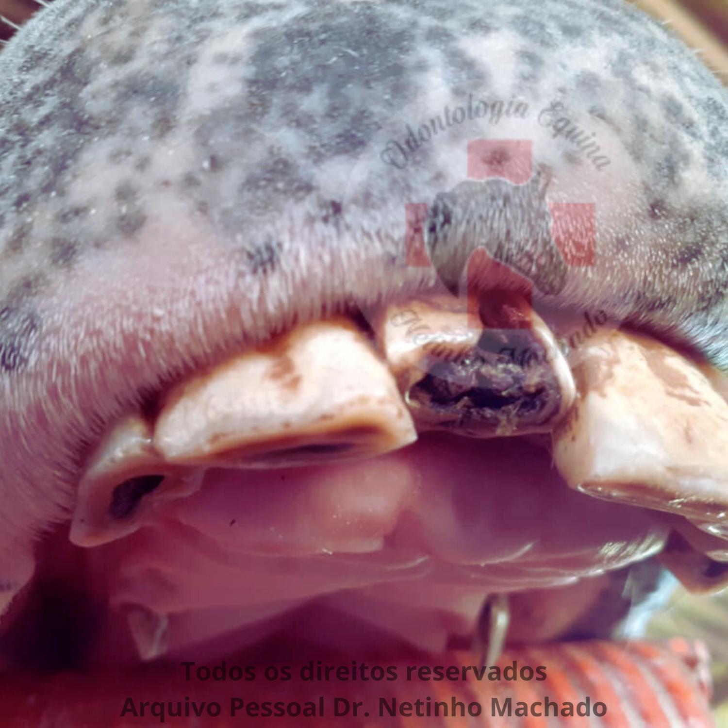 Sem nome (1500 x 1501 px) (22).png