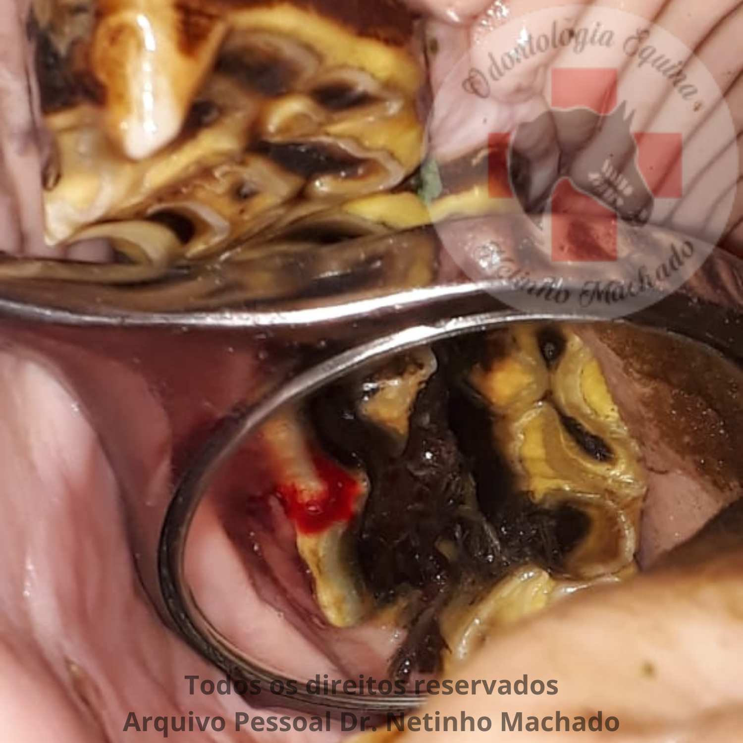 Design sem nome - 2024-05-26T234549.075.png