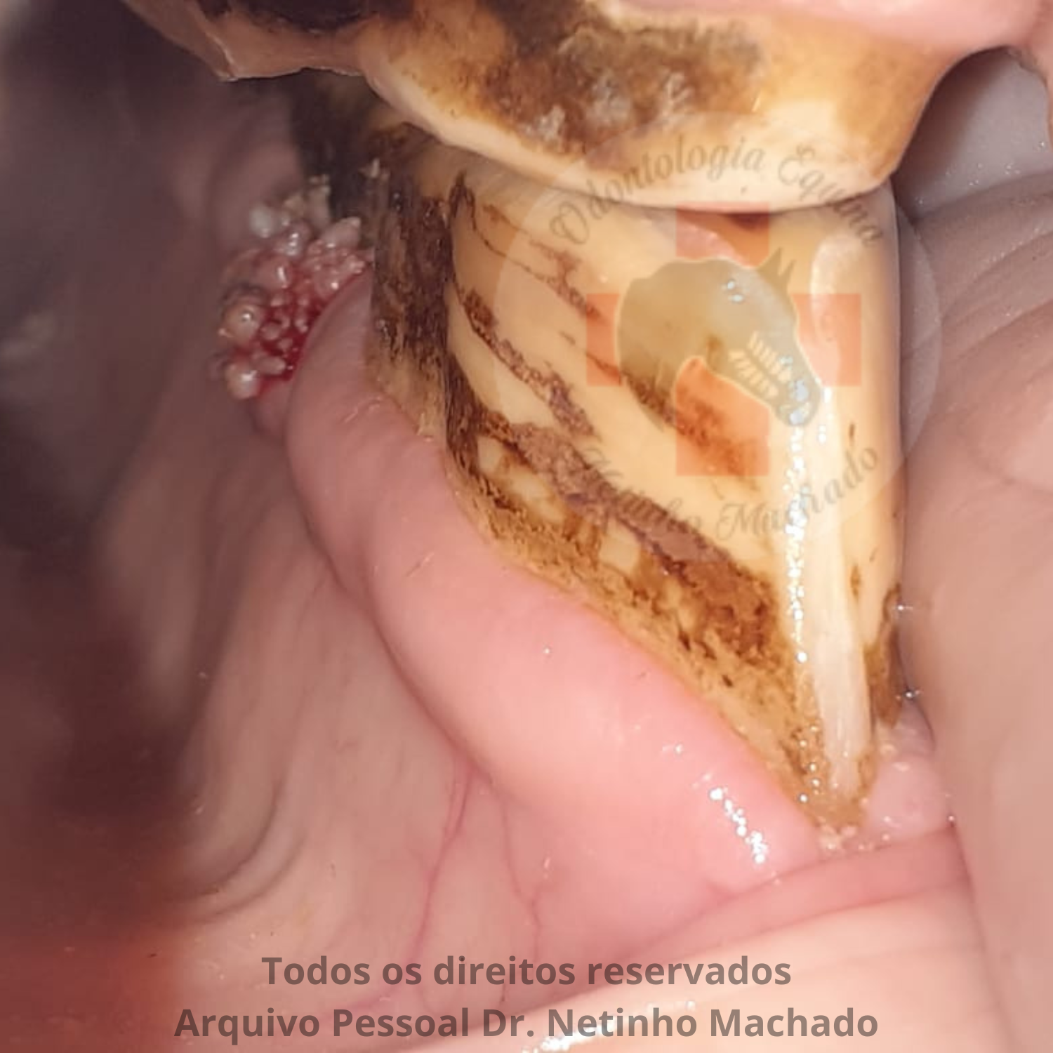 Design sem nome - 2024-05-19T231107.655.png