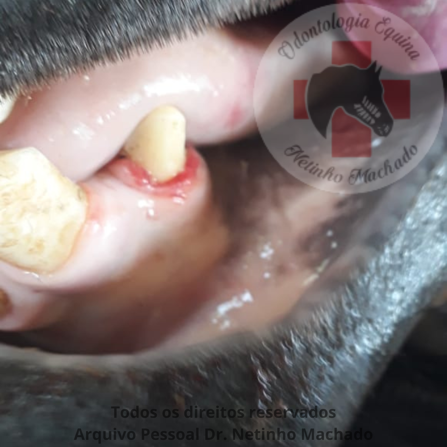 Design sem nome - 2024-05-26T223008.753.png