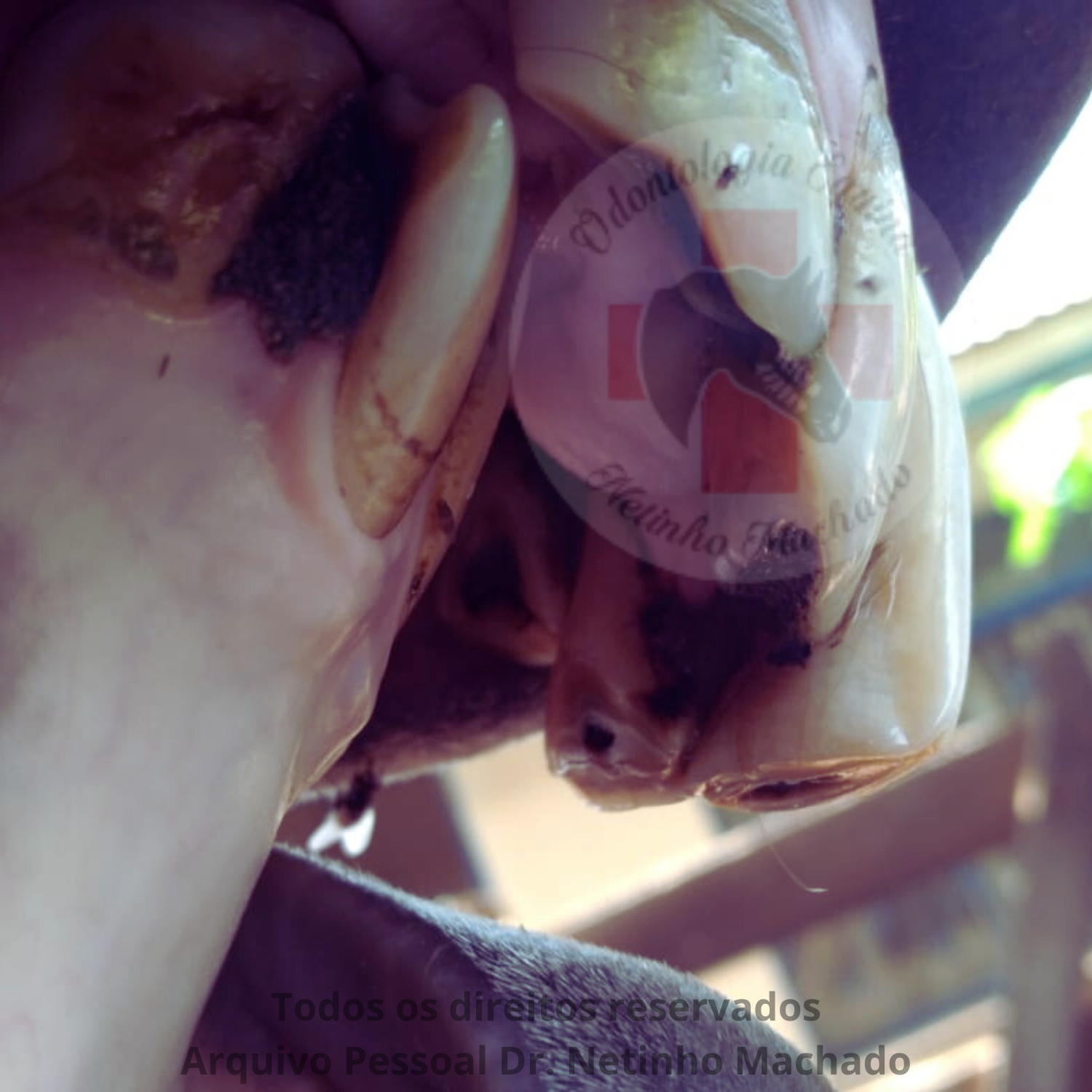 Sem nome (1500 x 1501 px) (6).png