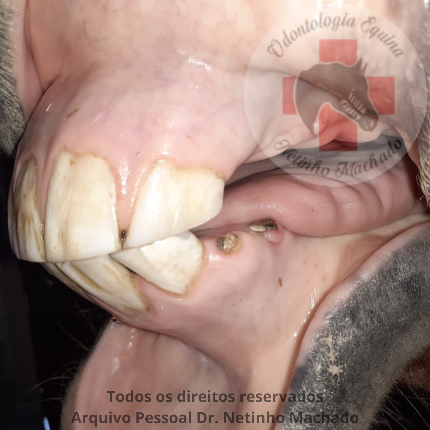 Design sem nome - 2024-05-24T232318.625.png