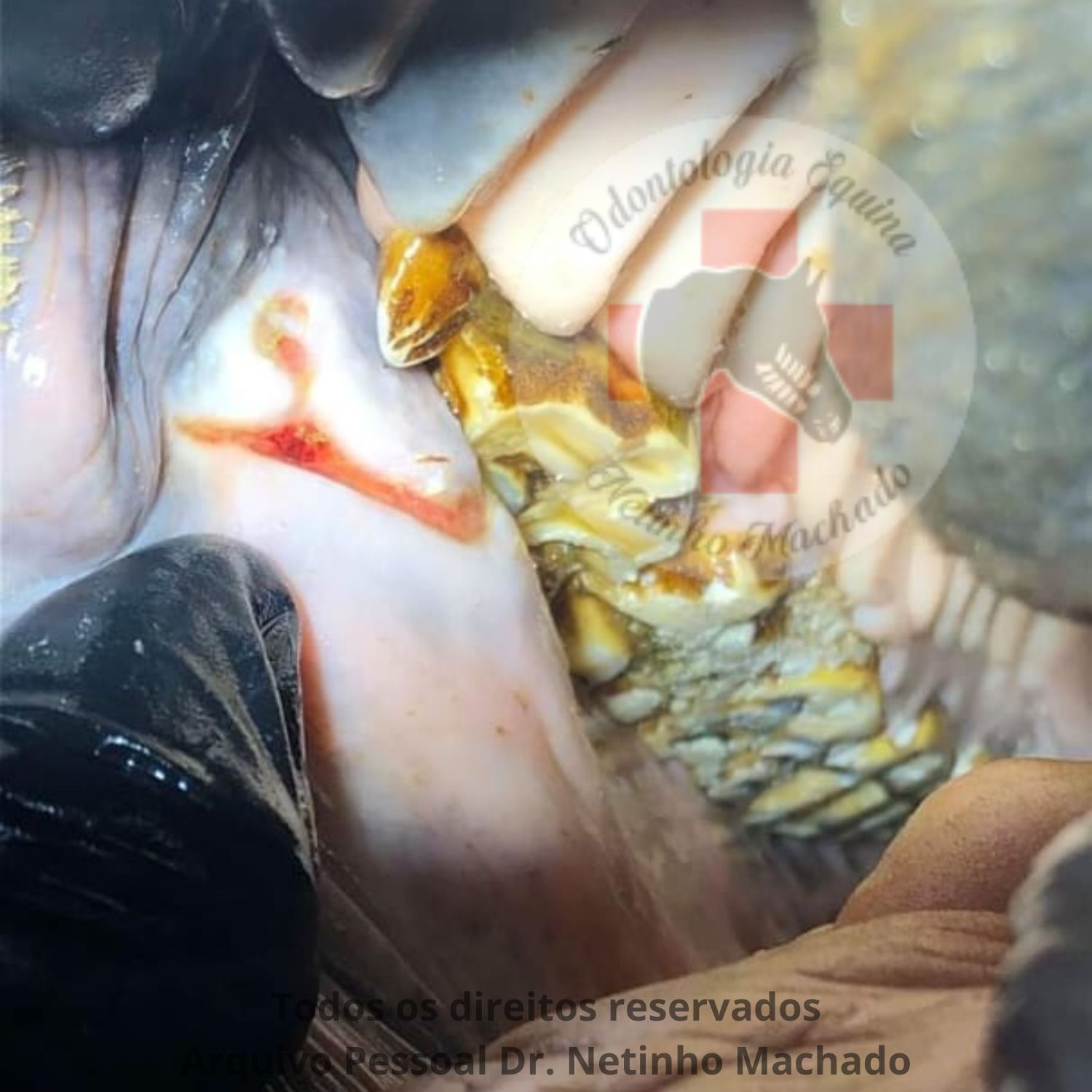 Design sem nome - 2024-05-19T232851.758.png