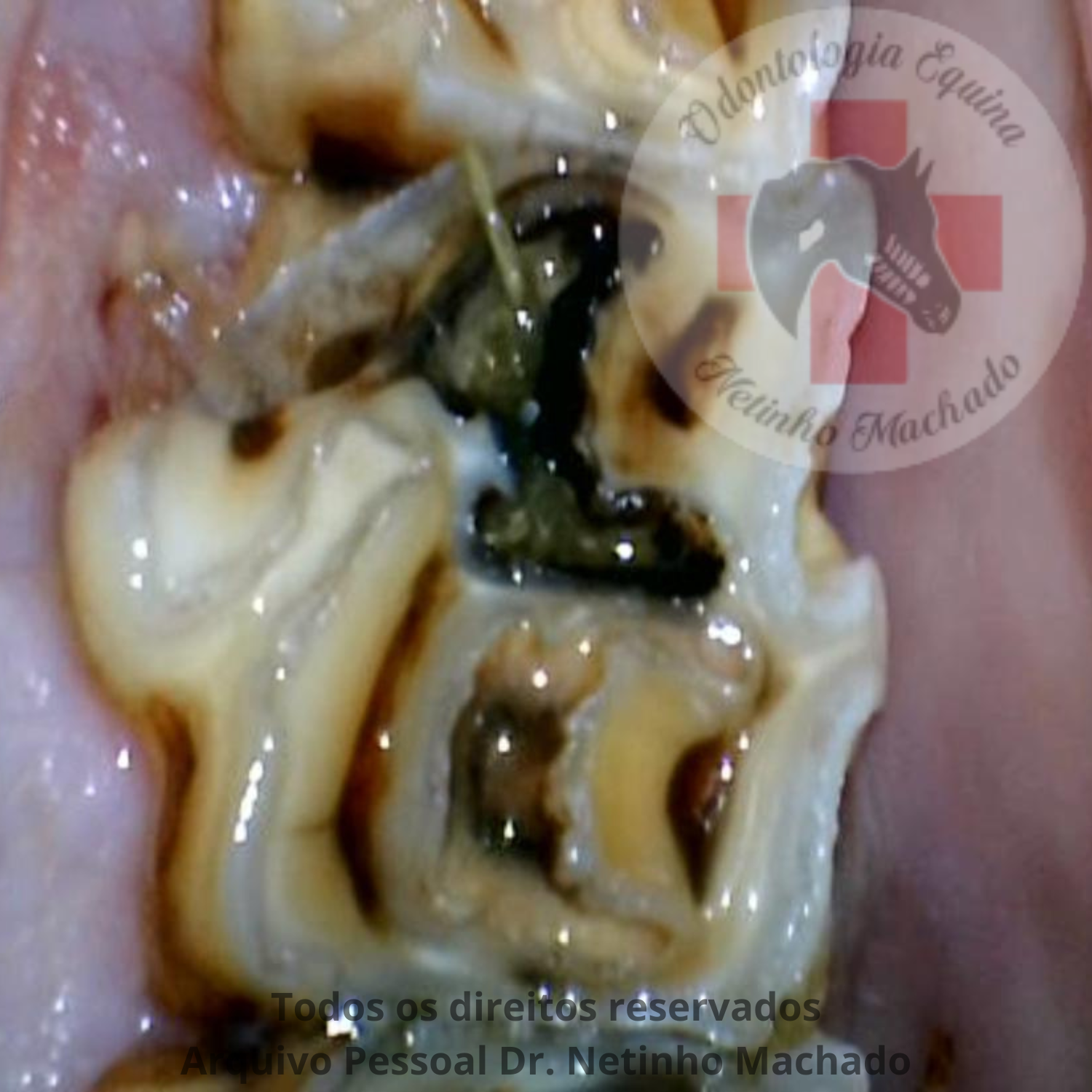 Design sem nome - 2024-05-26T234600.994.png