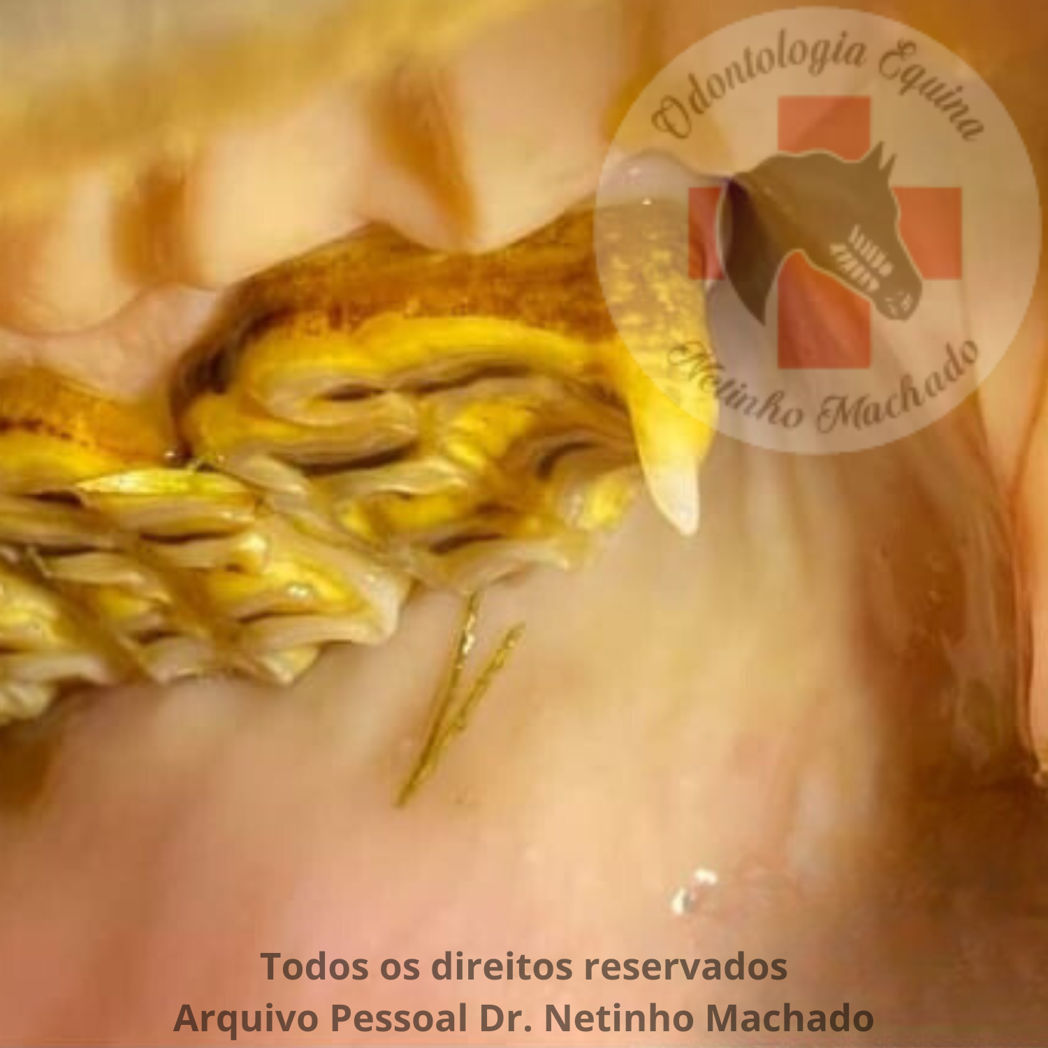 Design sem nome - 2024-05-26T195340.078.png