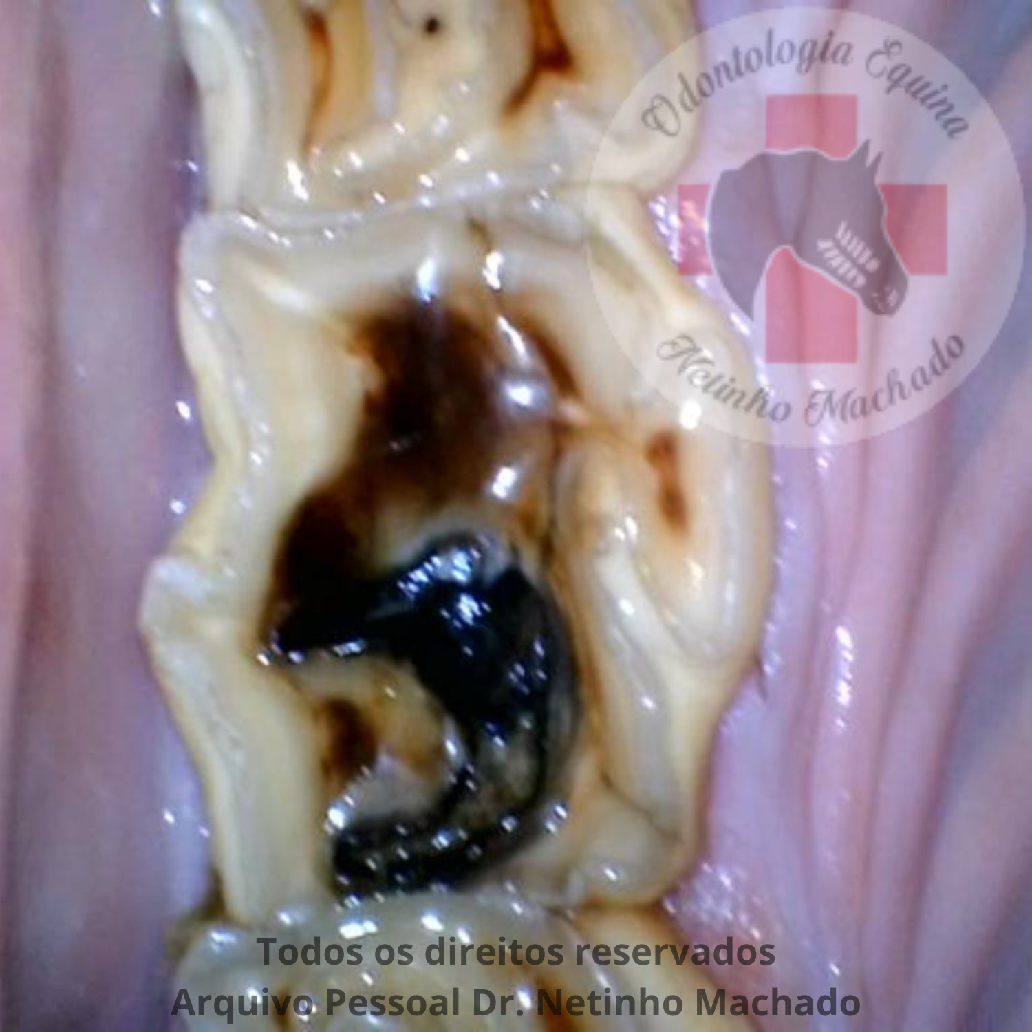 Design sem nome - 2024-05-26T234613.137.png