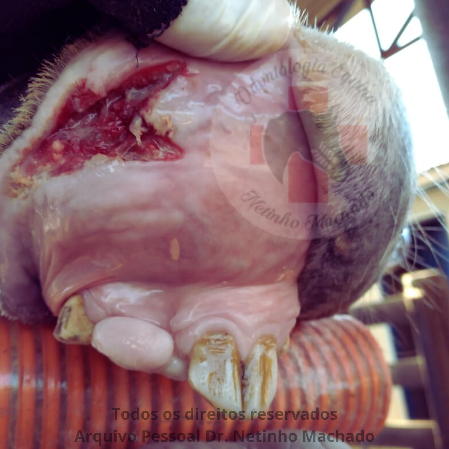 Sem nome (1500 x 1501 px) (13).png