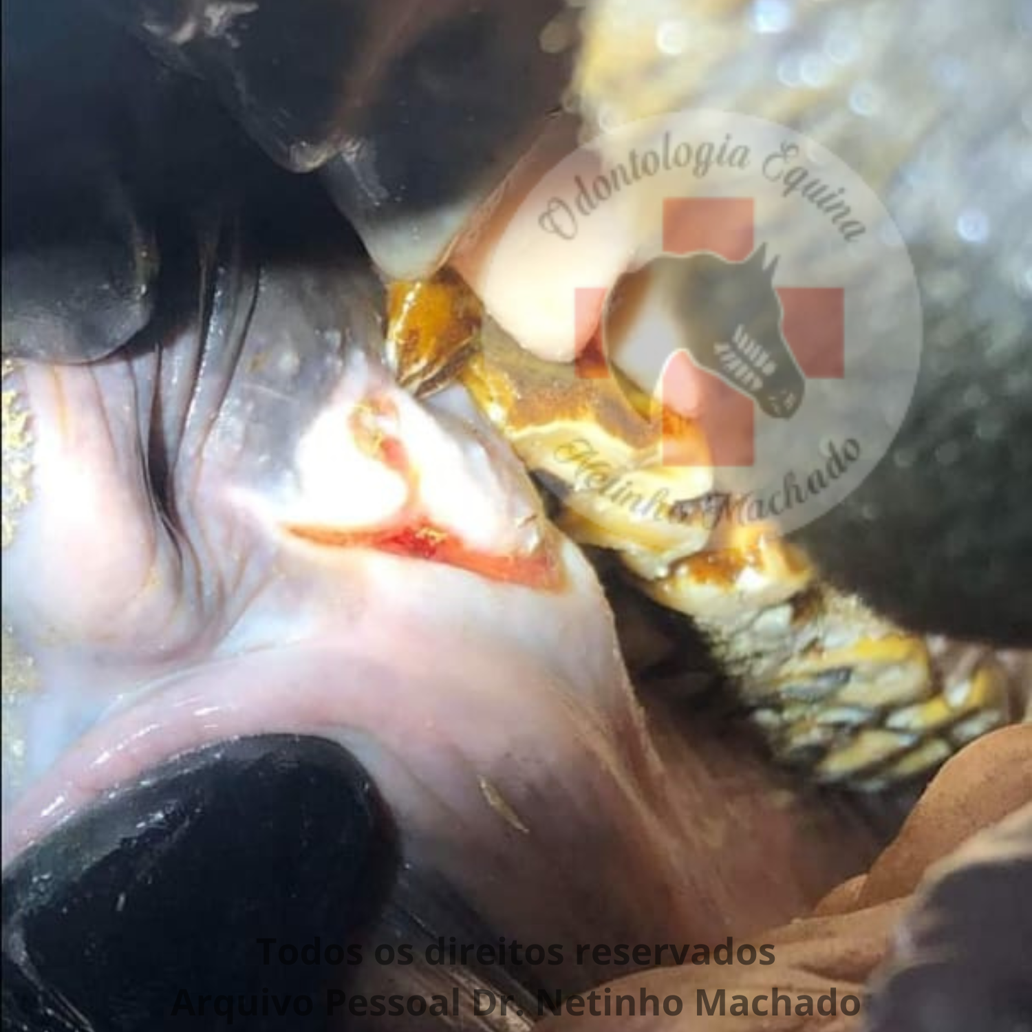 Design sem nome - 2024-05-19T232901.167.png