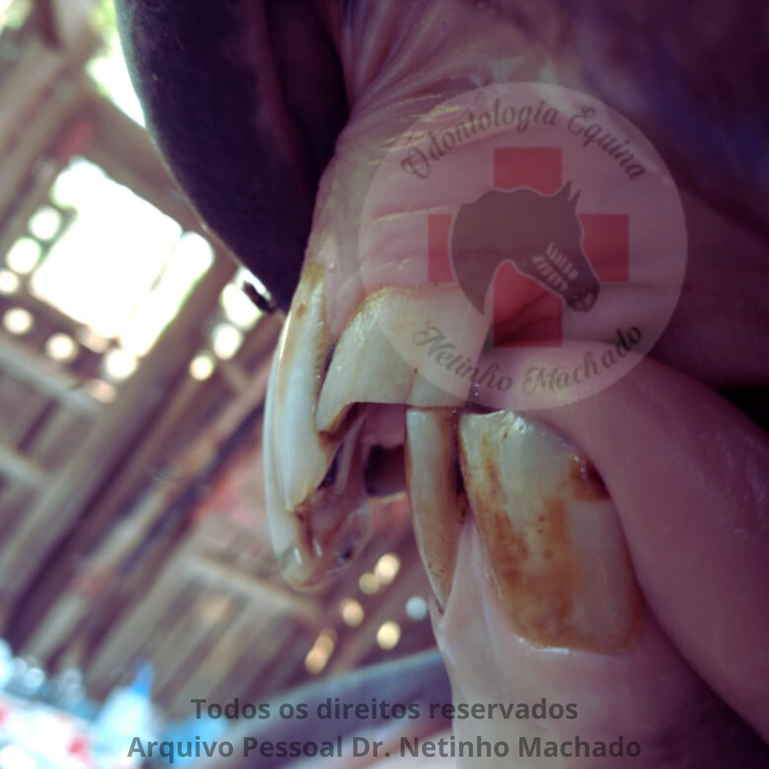 Sem nome (1500 x 1501 px) (5).png