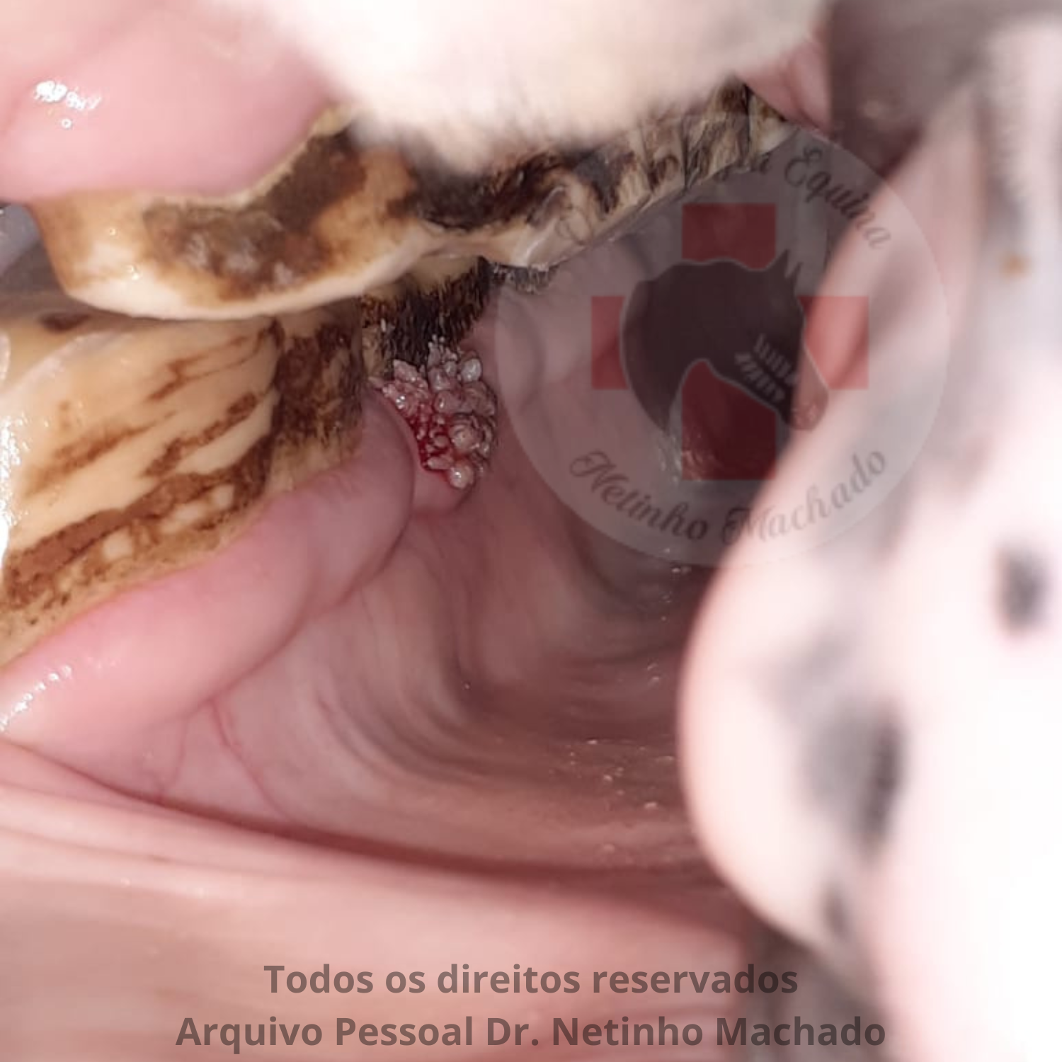 Design sem nome - 2024-05-19T231116.937.png